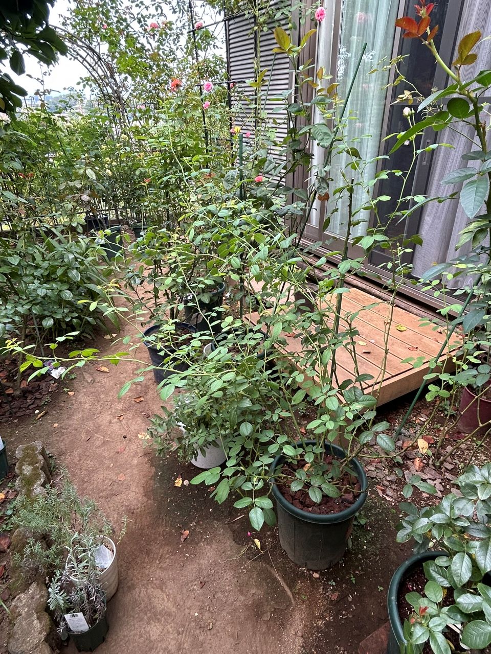 ウィズレー2008大苗の29週後