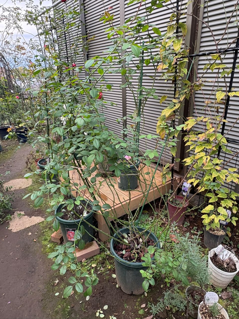 ウィズレー2008大苗の39週後