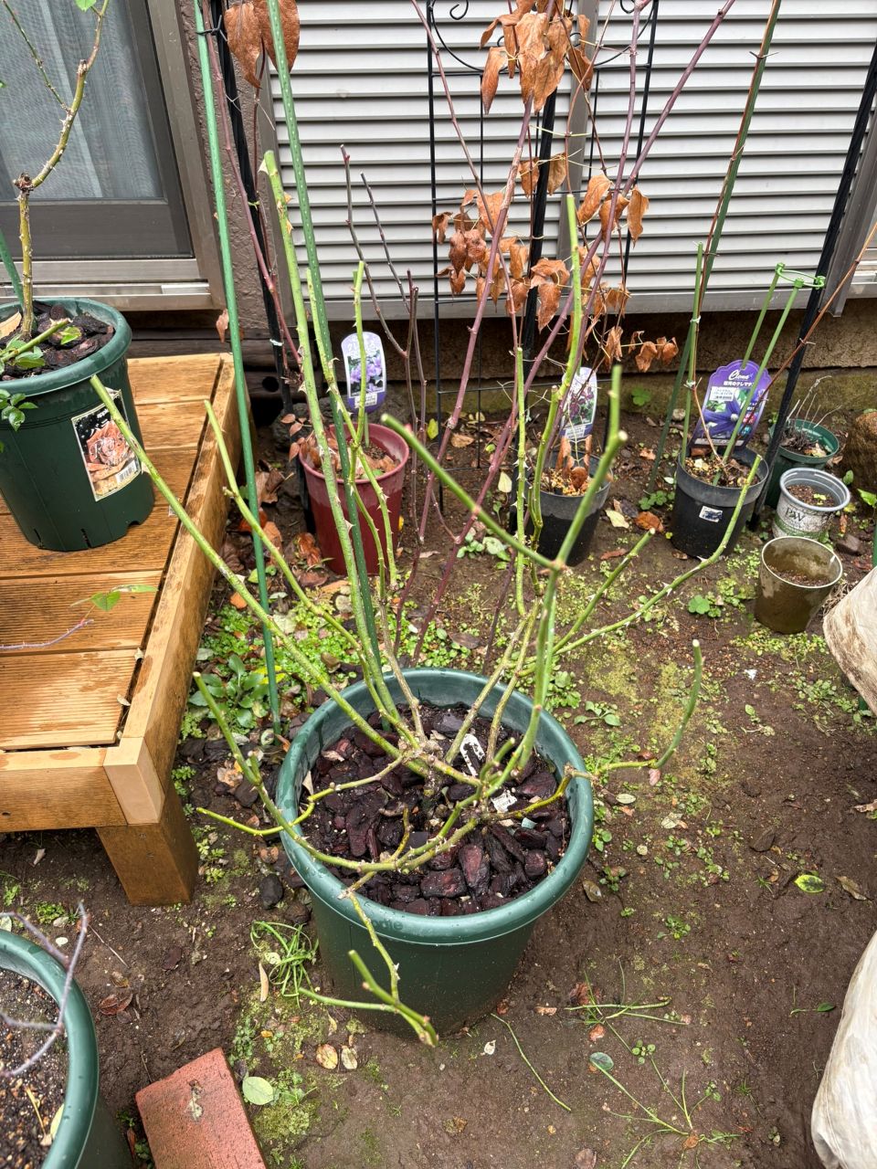 ウィズレー2008大苗の45週後