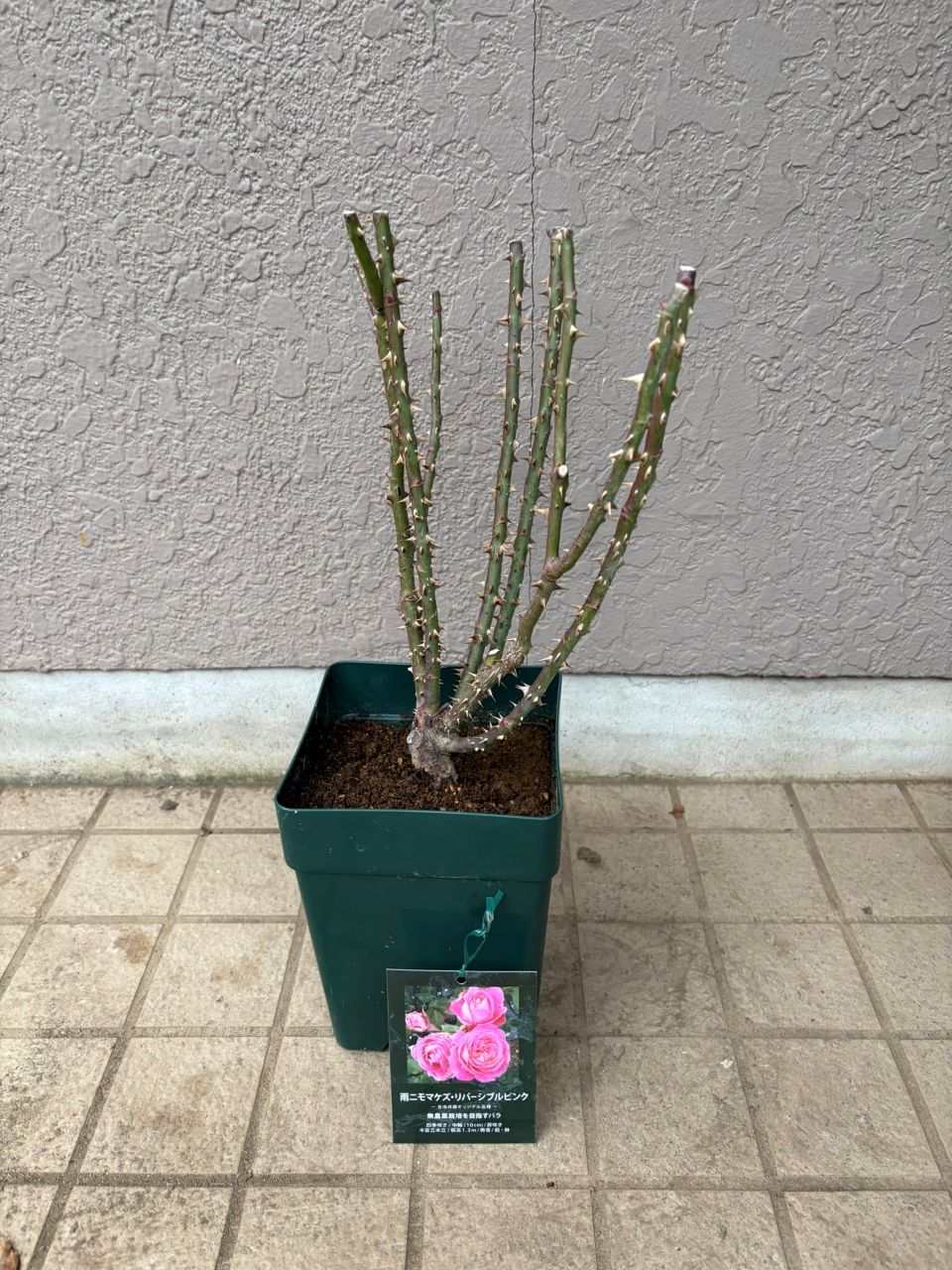 雨ニモマケズ・リバーシブルピンク大苗の購入