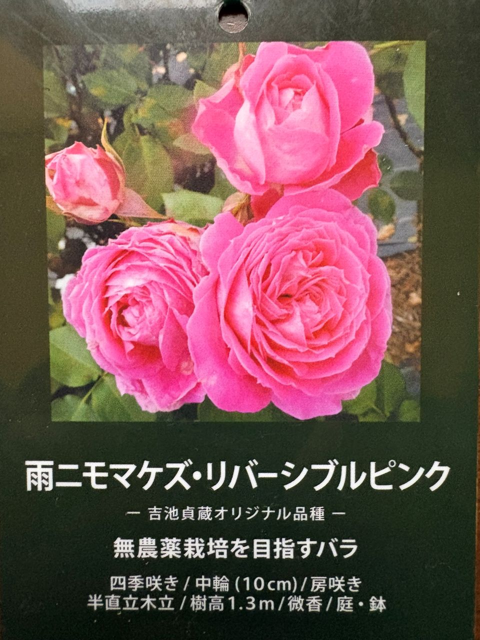 雨ニモマケズ・リバーシブルピンク