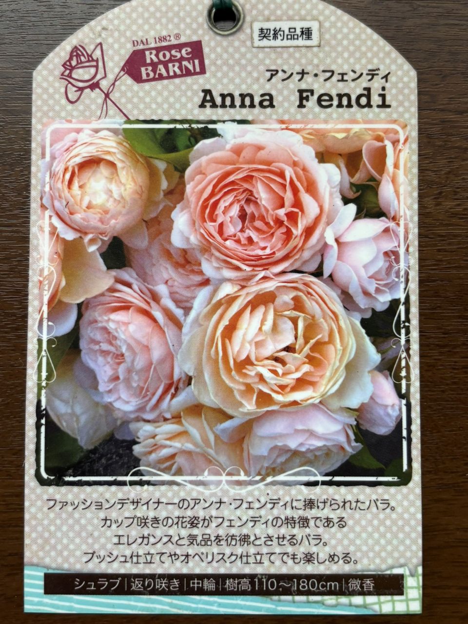 アンナ・フェンディ