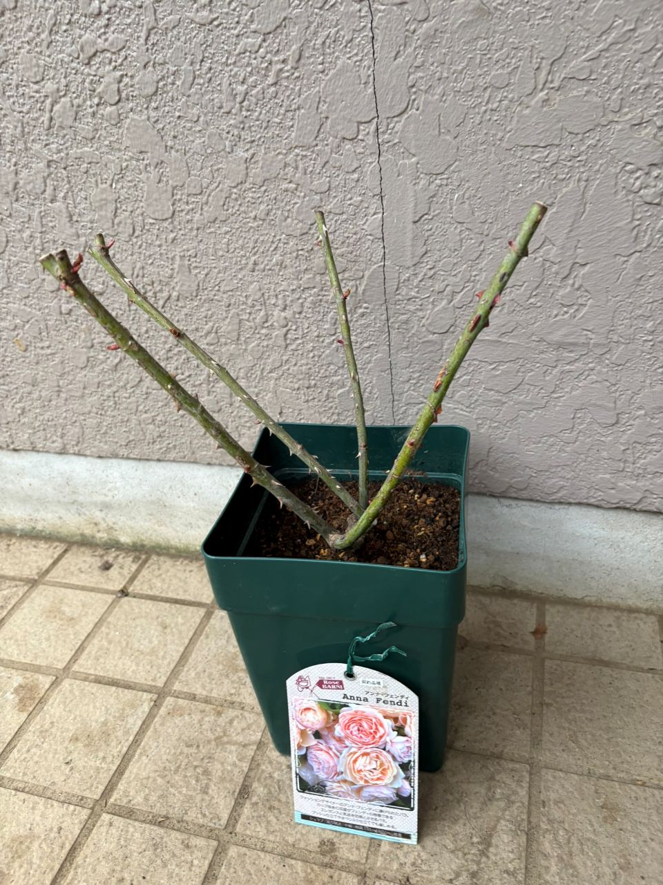 アンナ・フェンディ大苗の購入