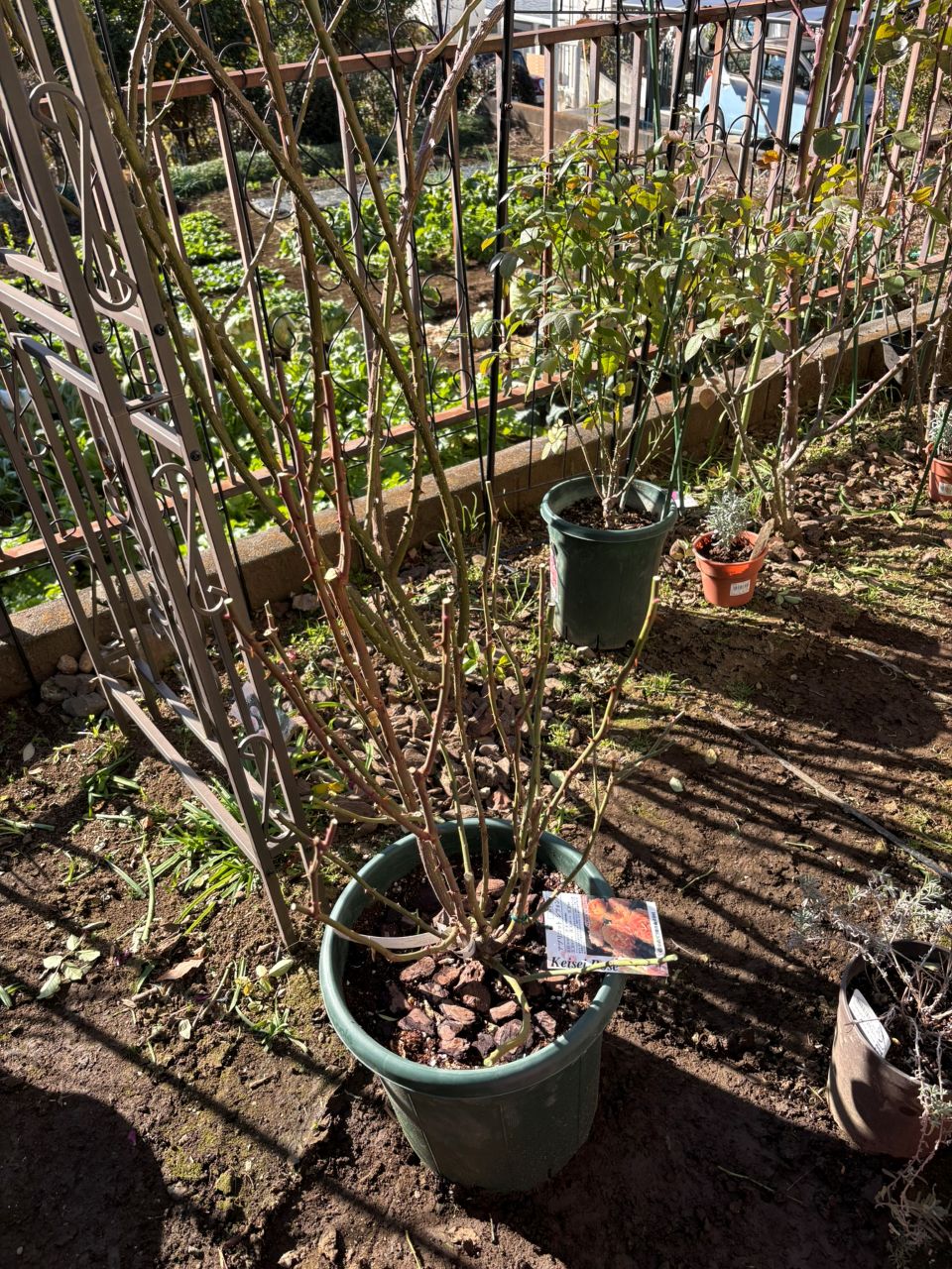 アプリコットシフォン開花苗の32週後