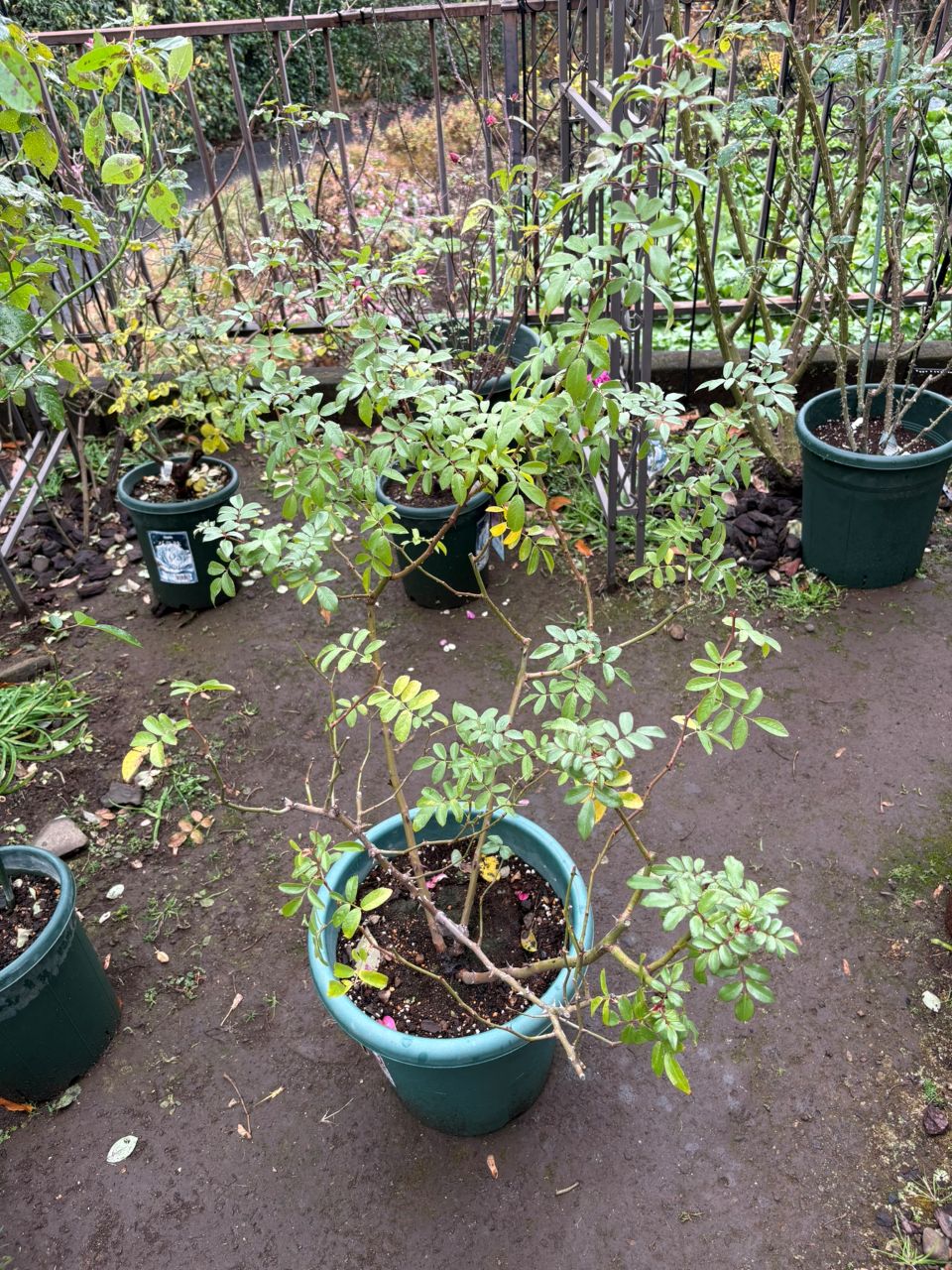 バレリーナ開花苗の5週後