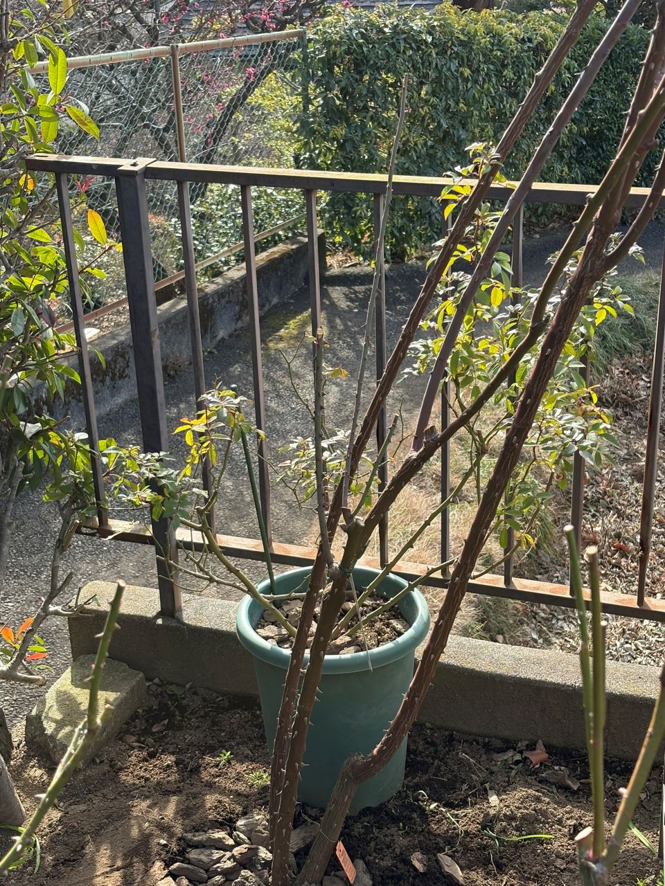 バレリーナ開花苗の10週後