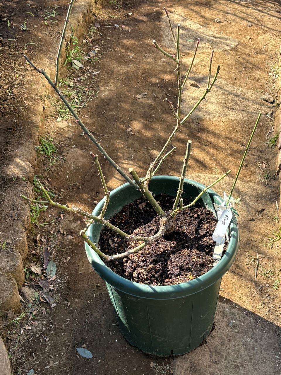 ボレロ大苗の45週後