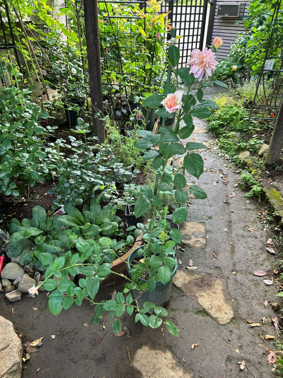 ブロドリー開花苗の50週後