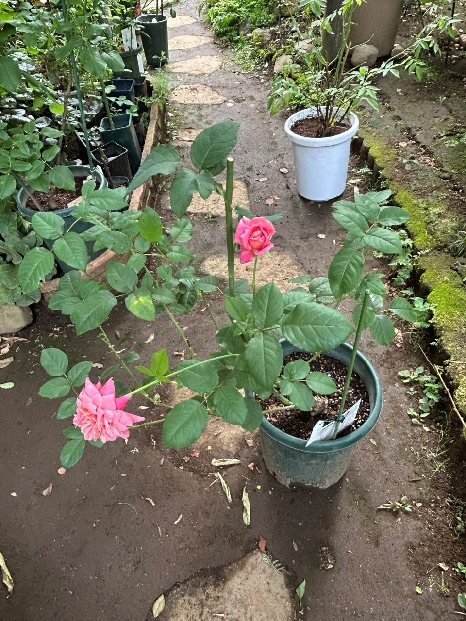 ブロドリー開花苗の52週後