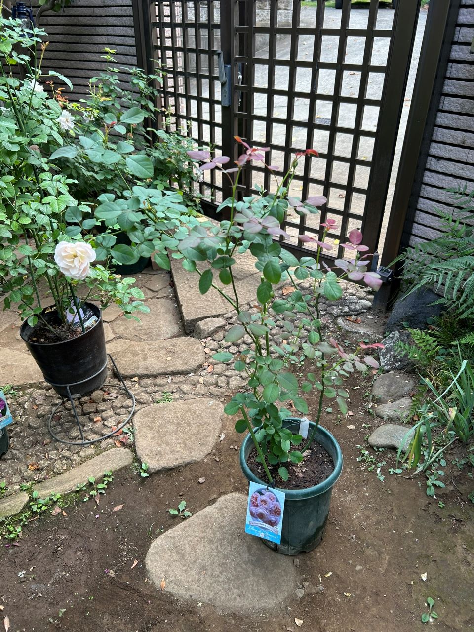 ブロドリー開花苗の59週後