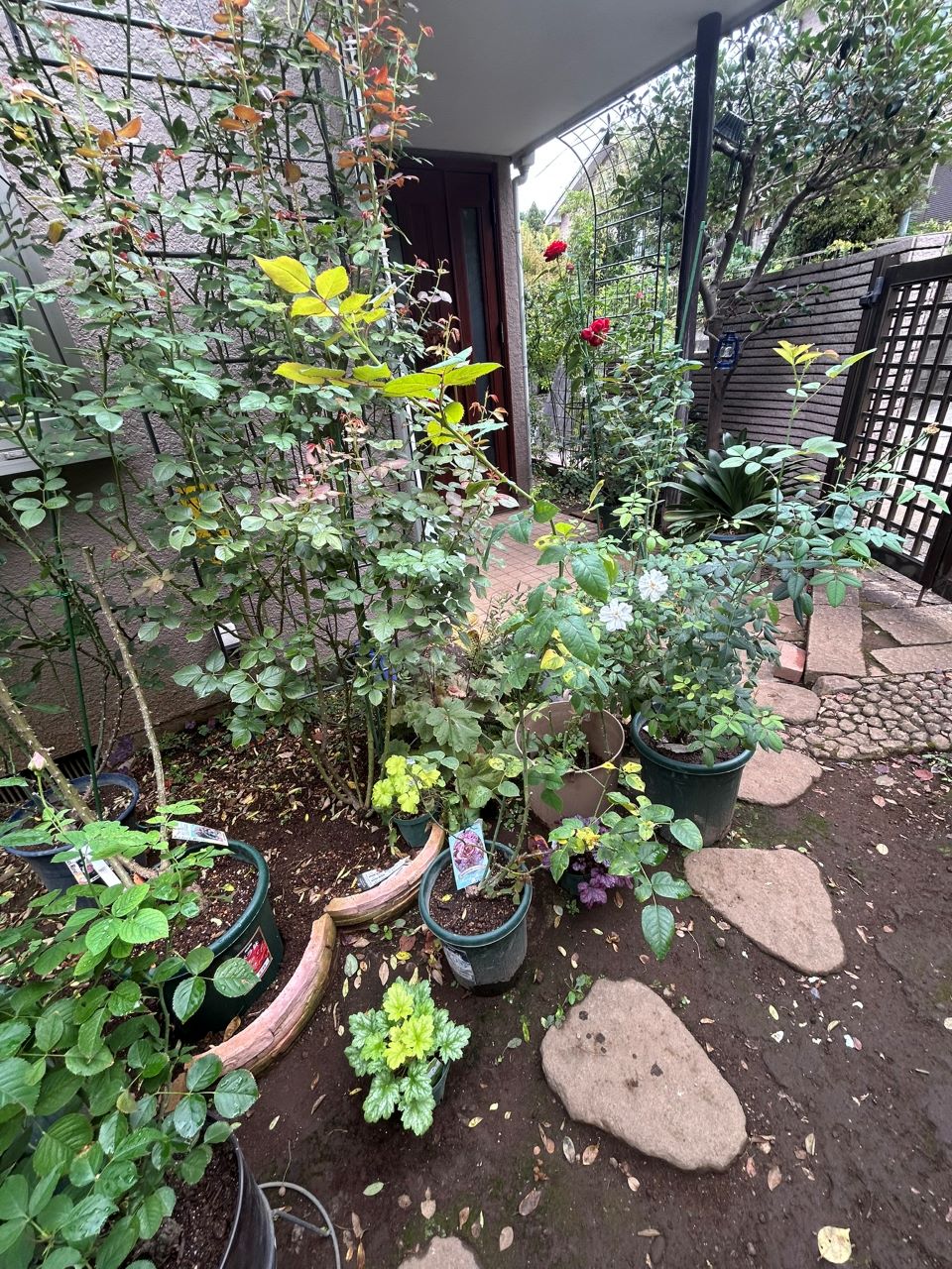 ブロドリー開花苗の63週後