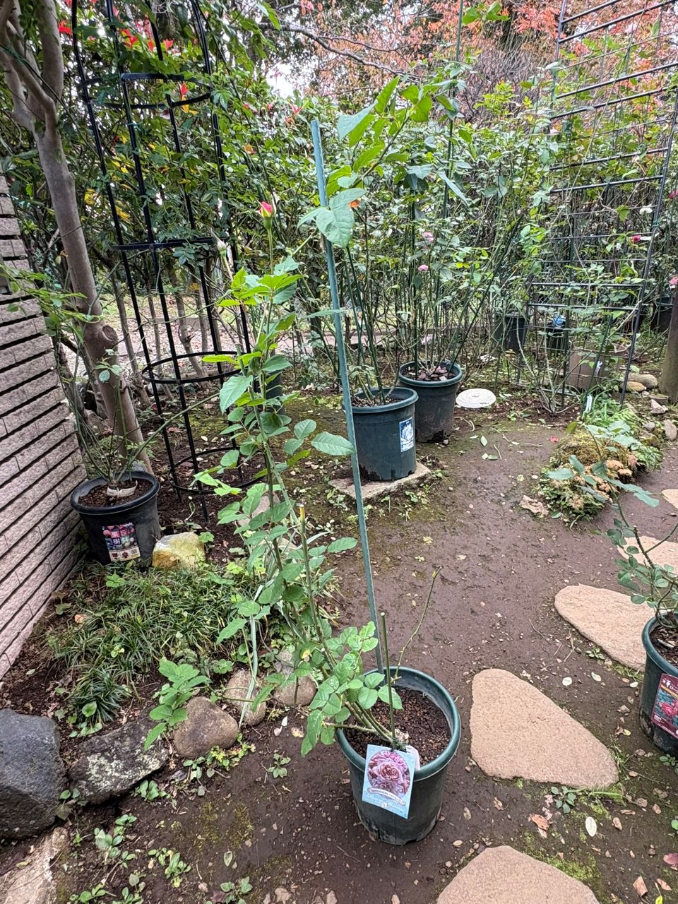 ブロドリー開花苗の70週後