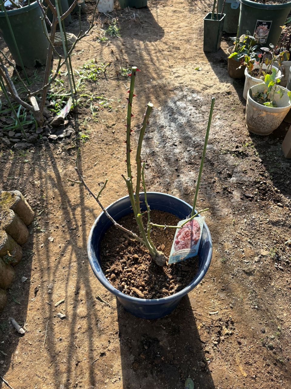 ブロドリー開花苗の79週後