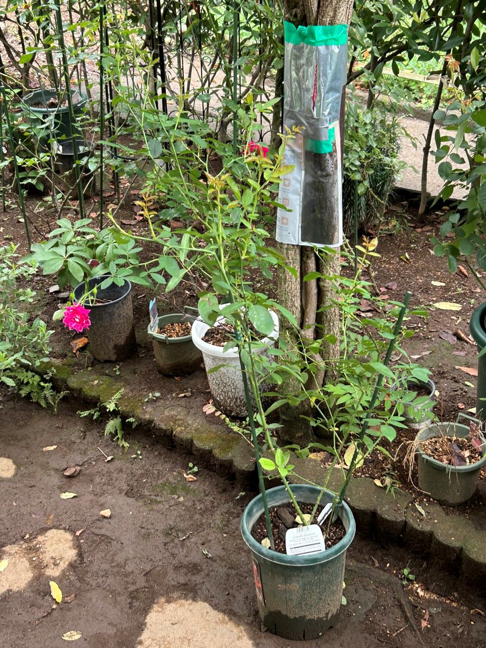 バーガンディーアイスバーグ新苗の16週後