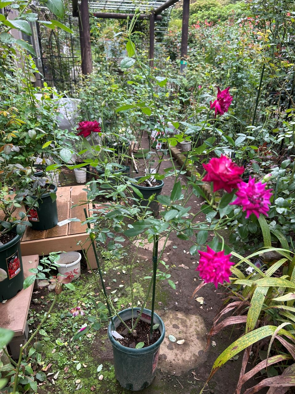 バーガンディーアイスバーグ新苗の18週後