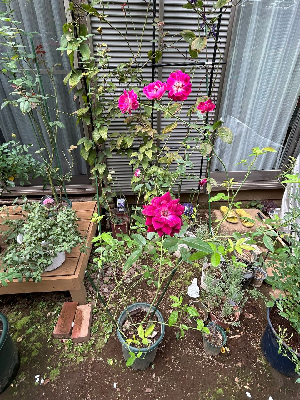 バーガンディーアイスバーグ新苗の20週後