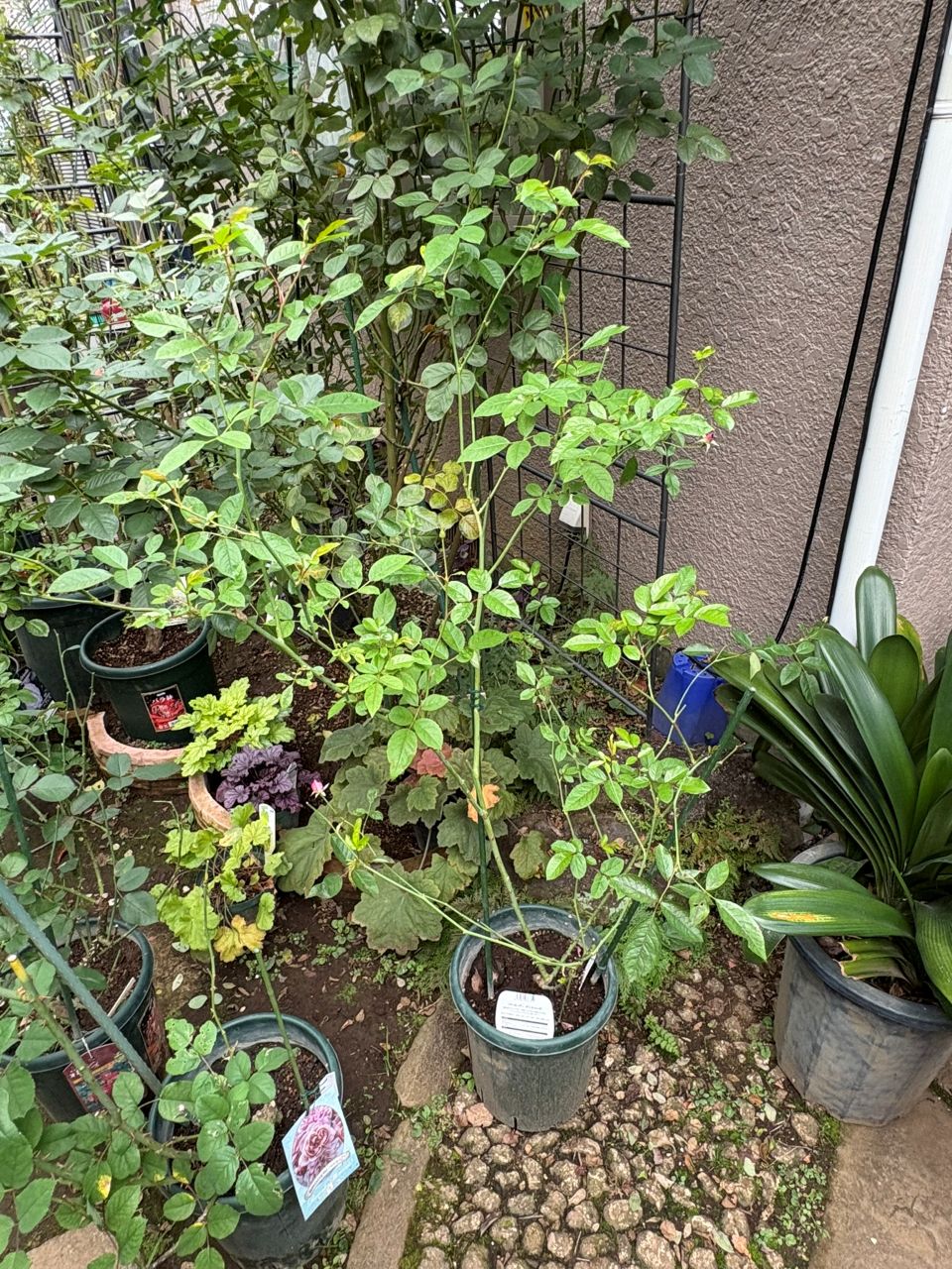 バーガンディーアイスバーグ新苗の25週後