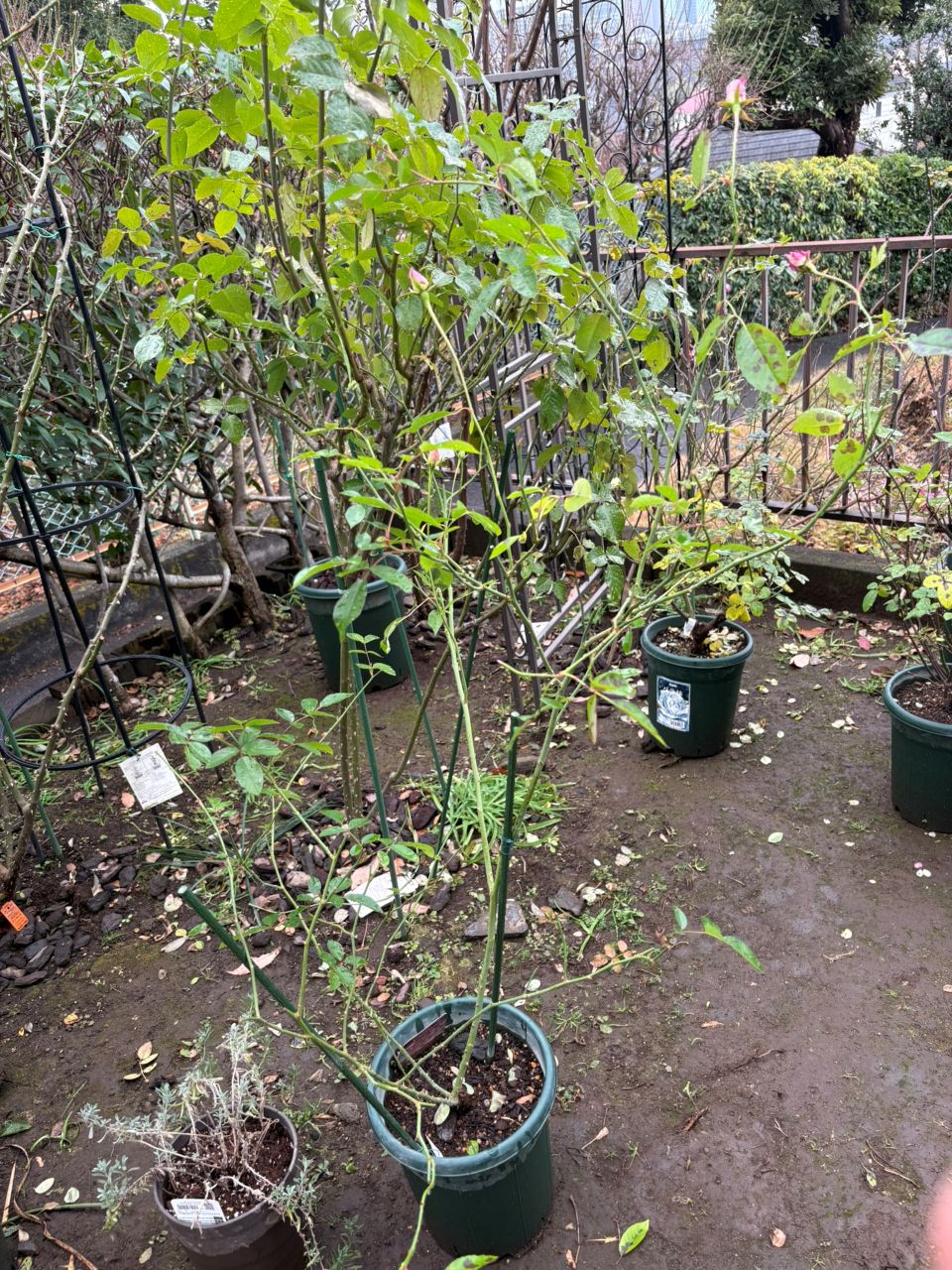 バーガンディーアイスバーグ新苗の30週後