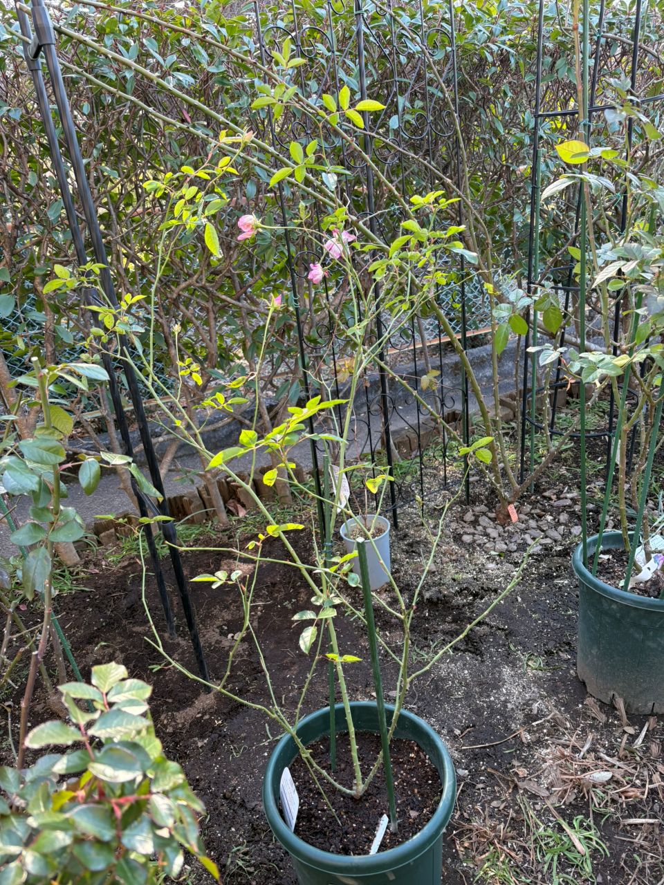 バーガンディーアイスバーグ新苗の33週後