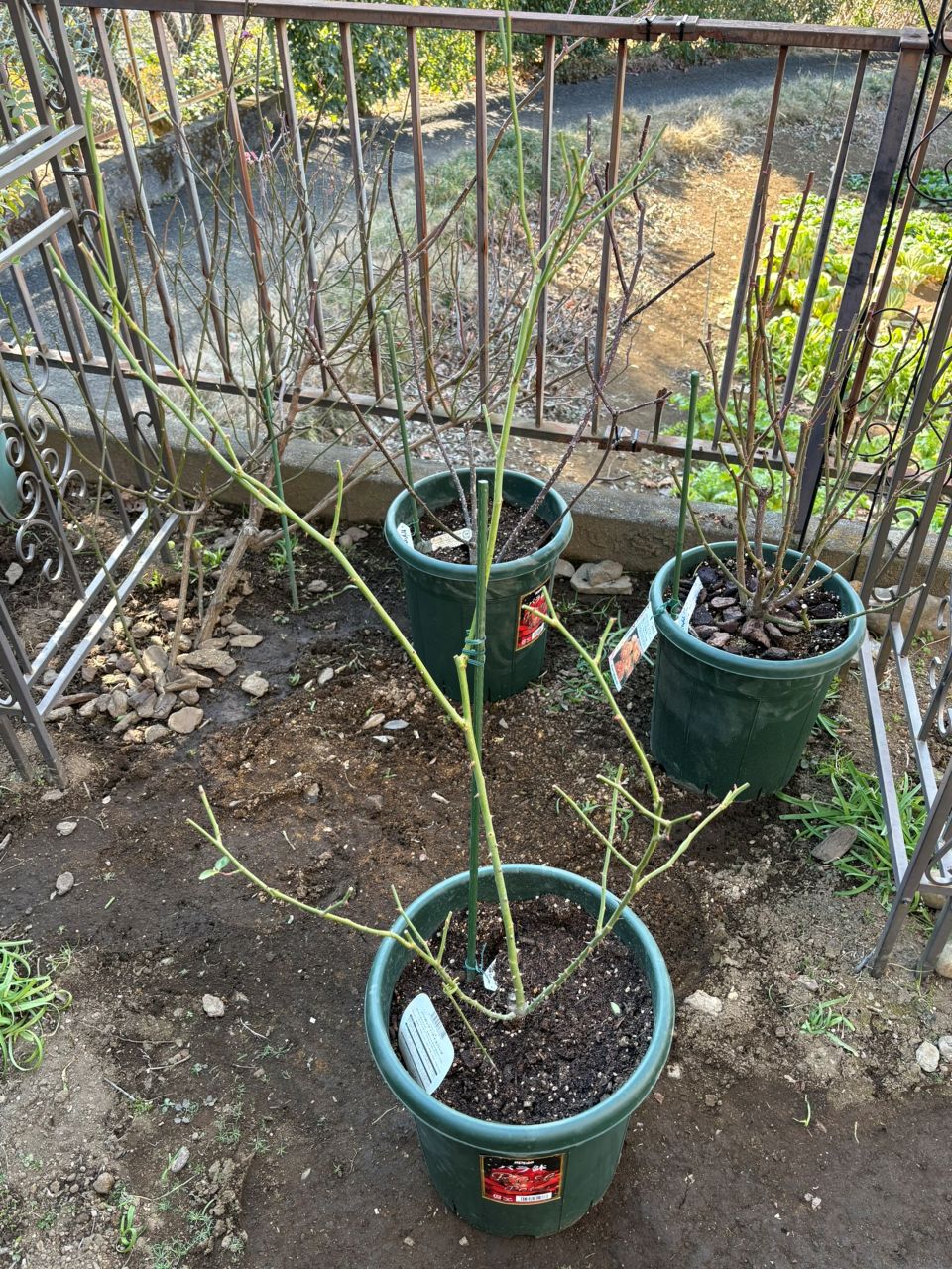 バーガンディーアイスバーグ新苗の35週後