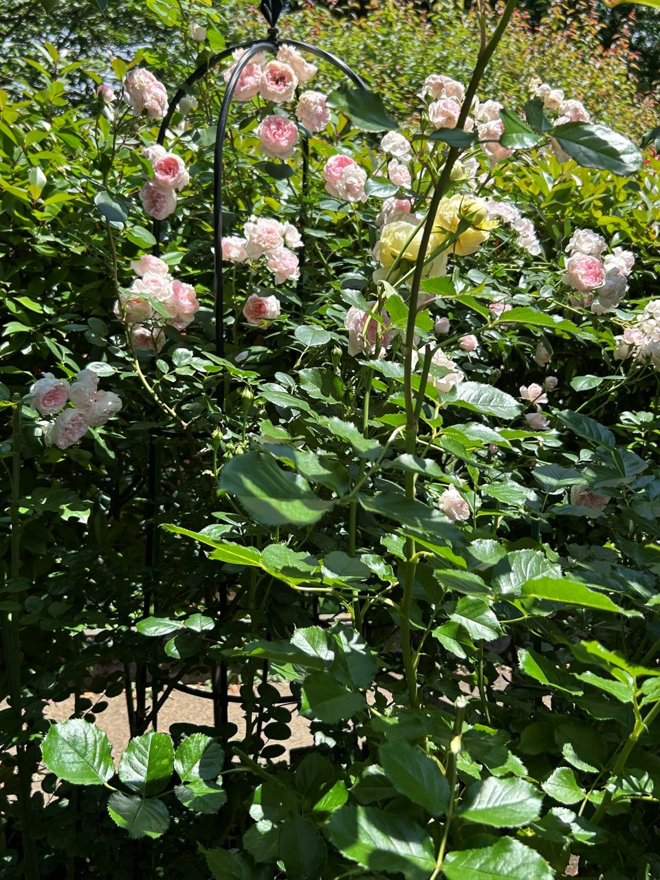 シンデレラ５月新苗102週後