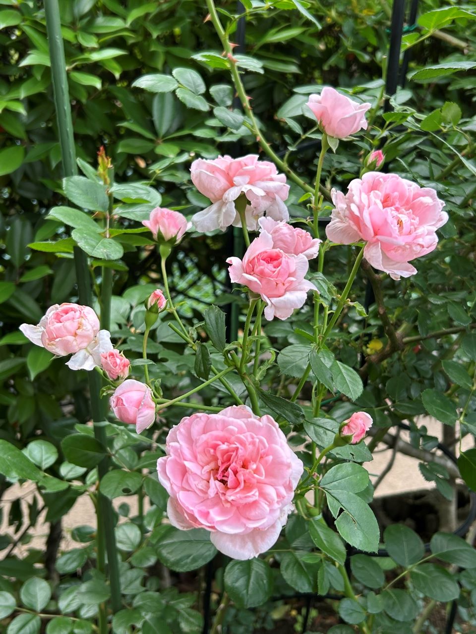 シンデレラ５月新苗103週後