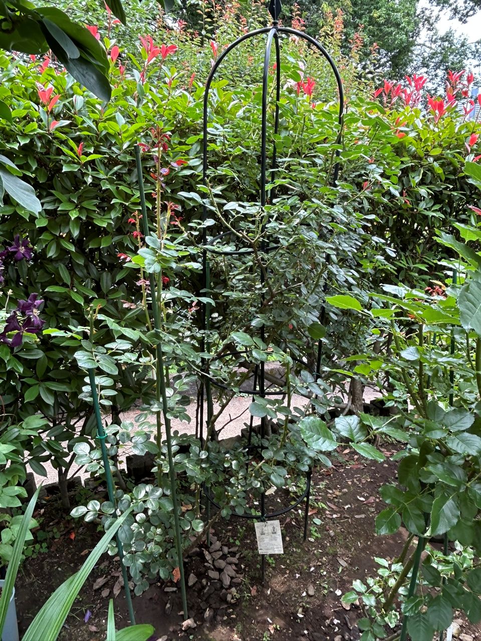 シンデレラ５月新苗104週後