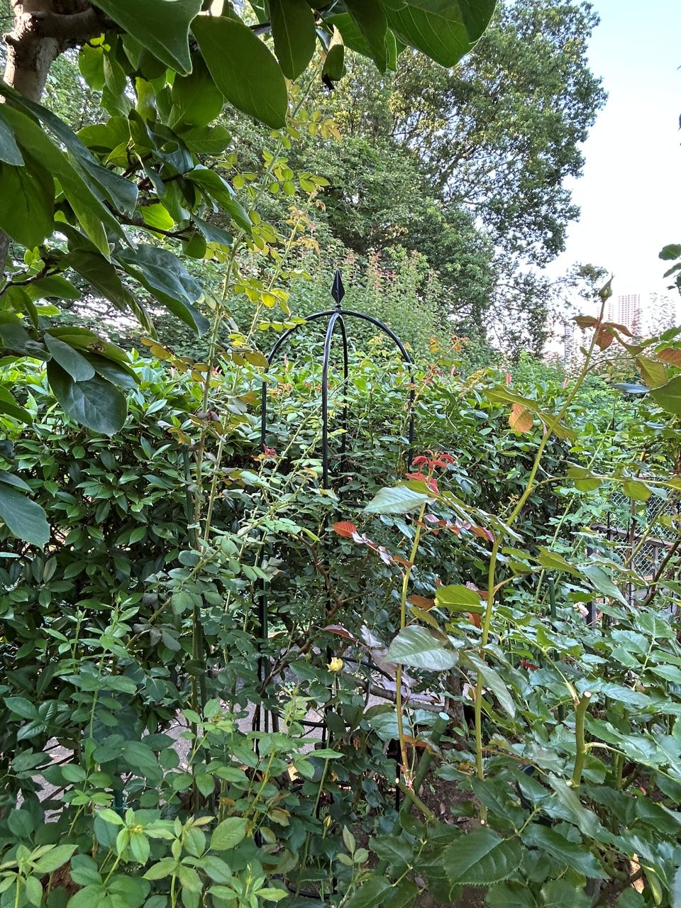 シンデレラ５月新苗106週後