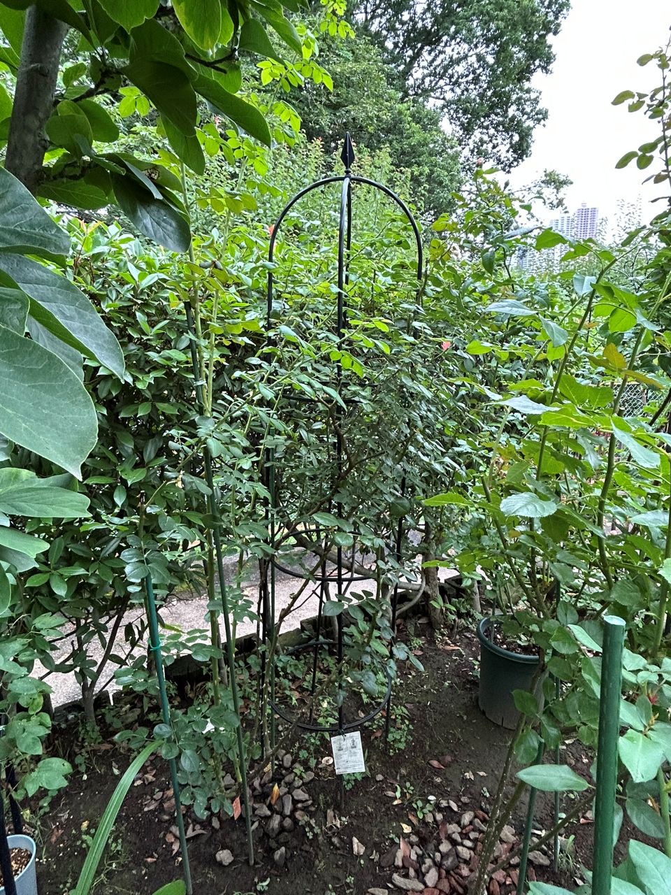 シンデレラ５月新苗108週後