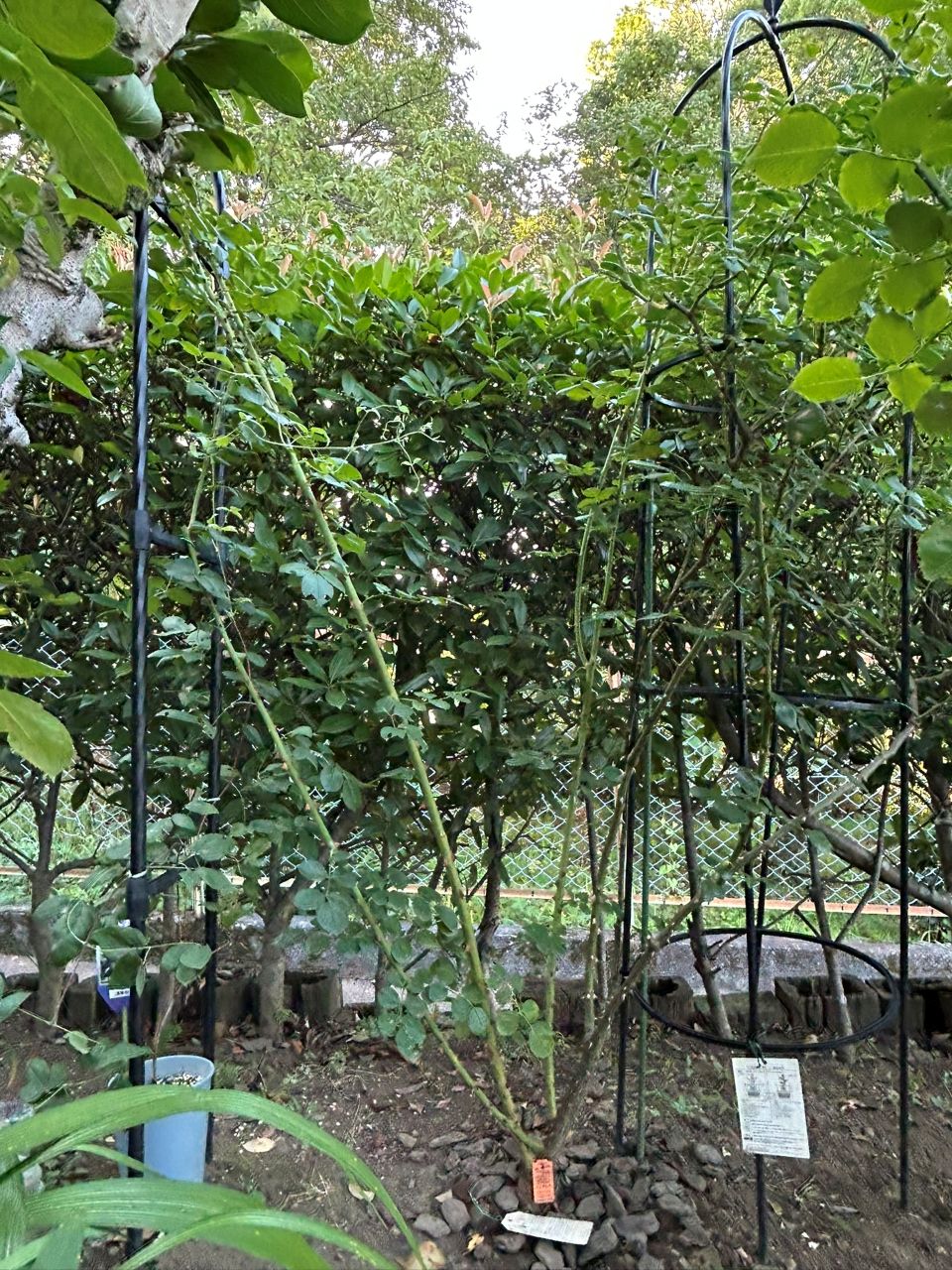 シンデレラ５月新苗111週後