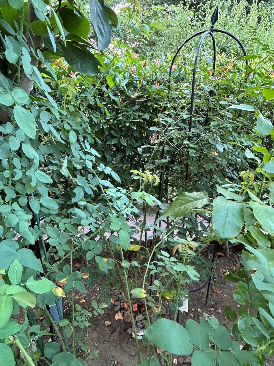 シンデレラ５月新苗114週後