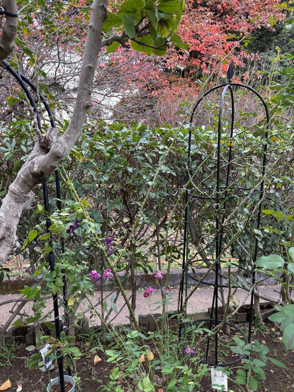 シンデレラ５月新苗125週後