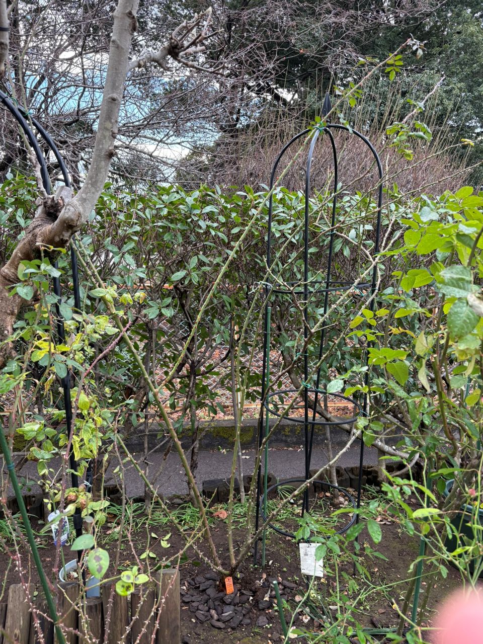 シンデレラ５月新苗130週後