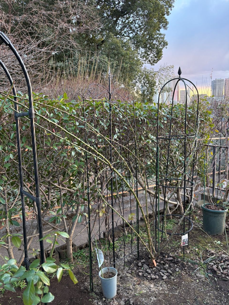 シンデレラ５月新苗132週後