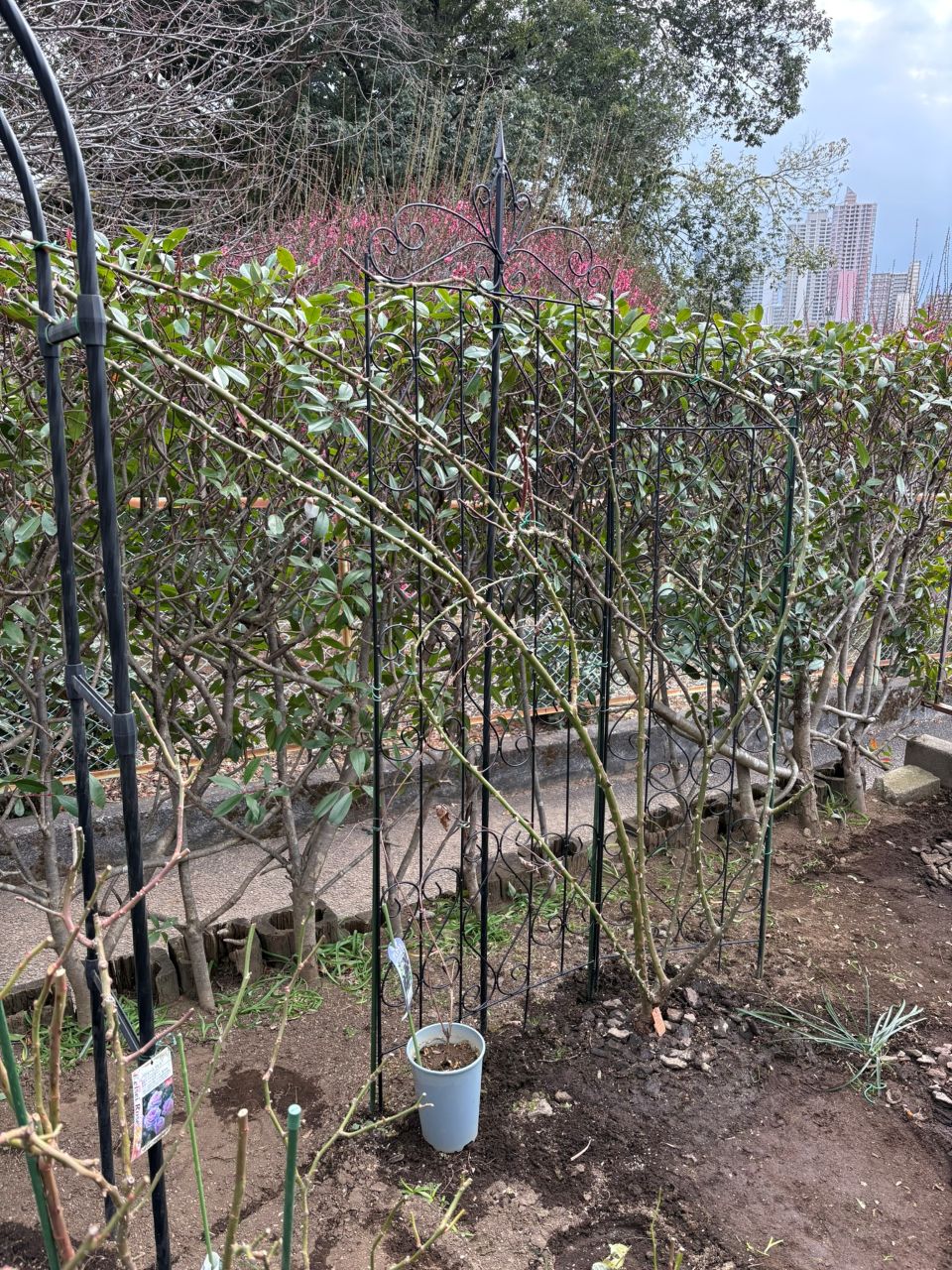 シンデレラ５月新苗135週後