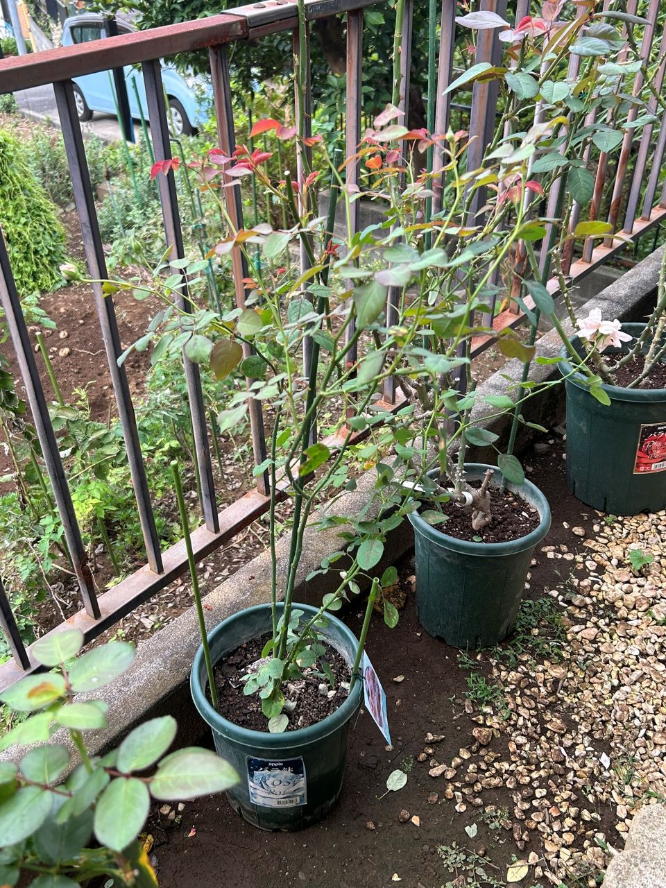 コンフィチュール開花苗の63週後