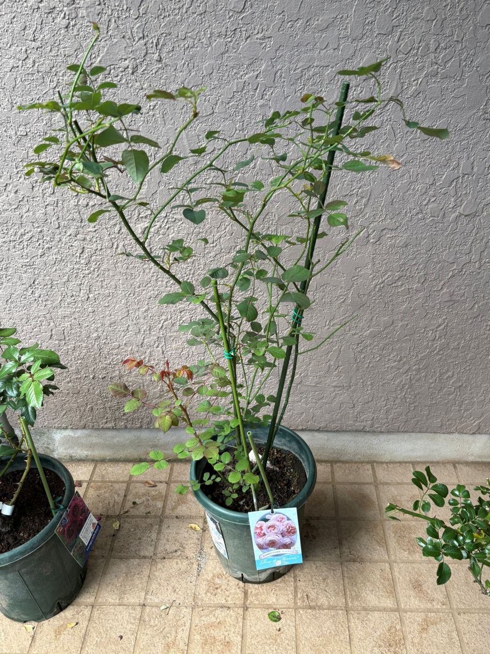 コンフィチュール開花苗の70週後