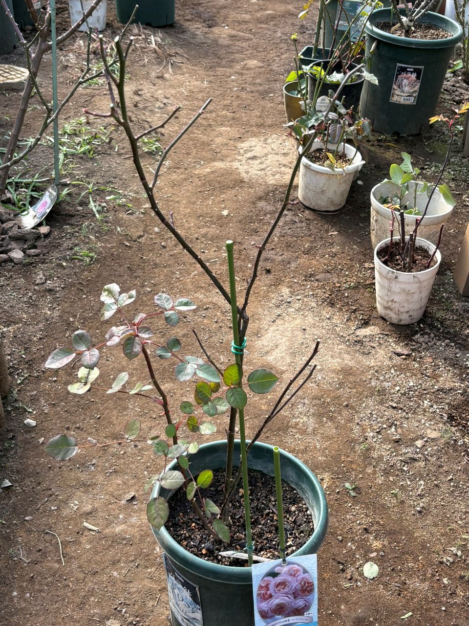 コンフィチュール開花苗の79週後