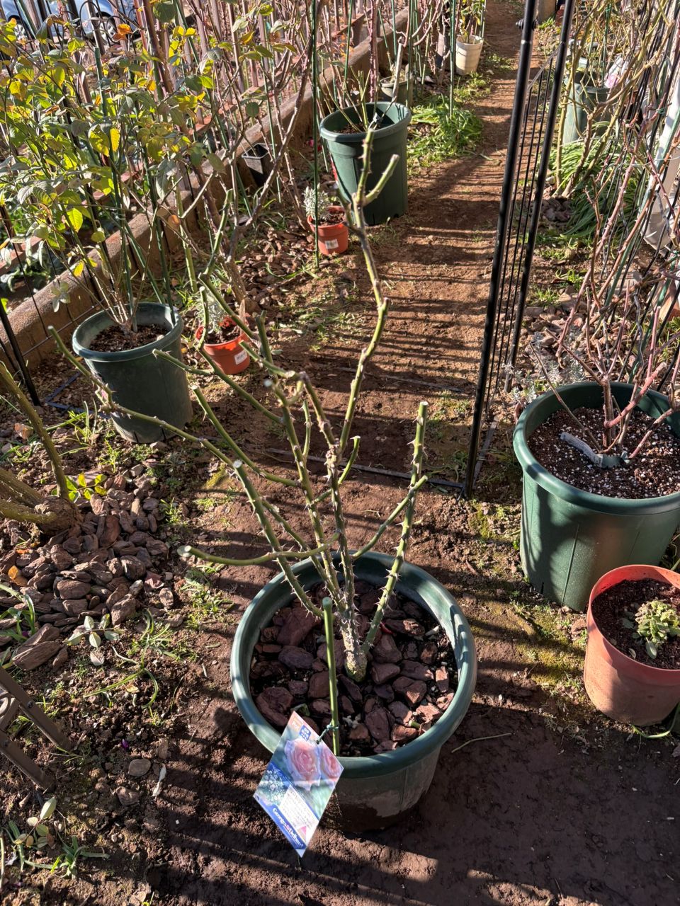 コート・ドール中苗の57週後