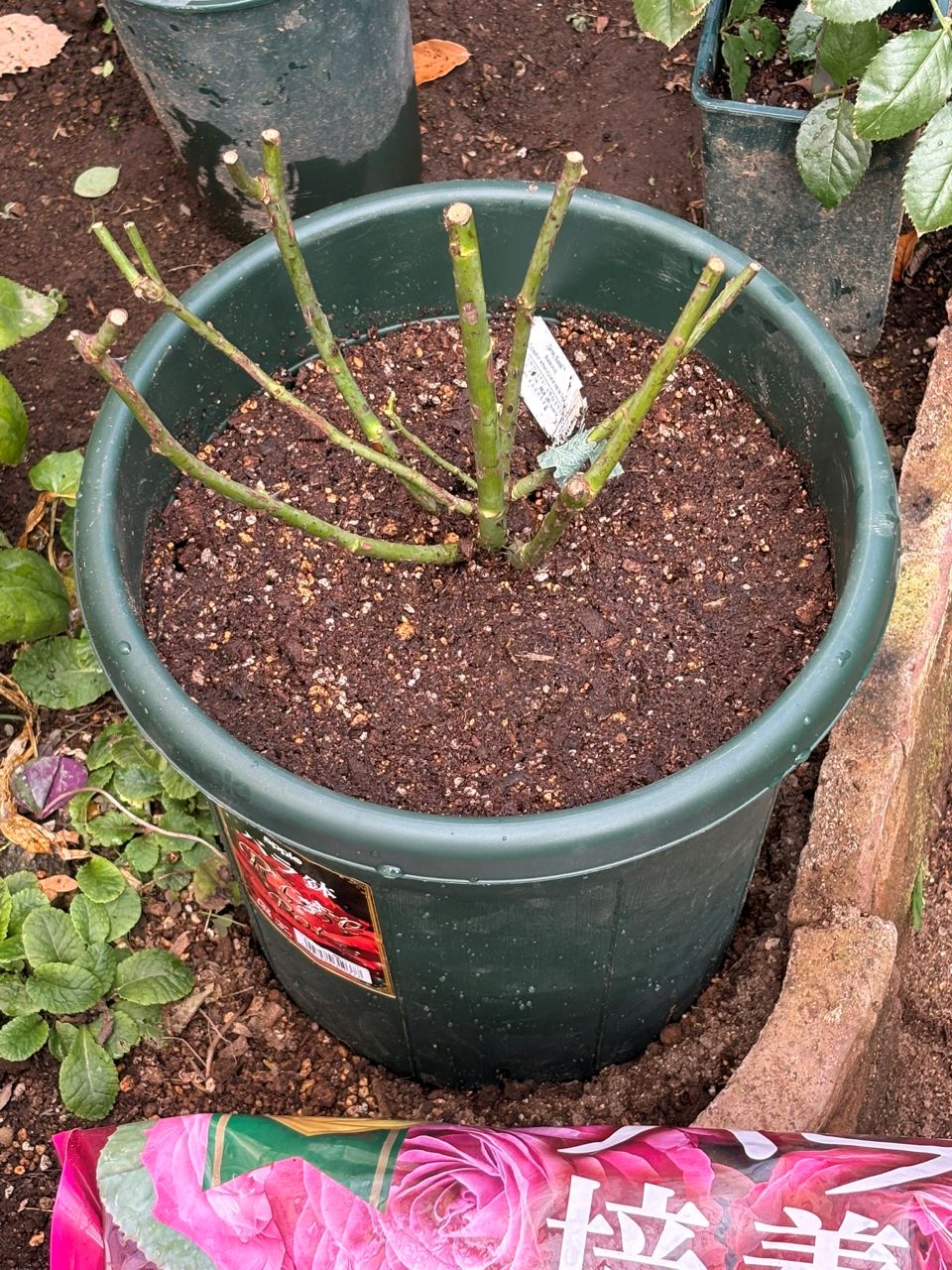 ダーシー・バッセル裸苗の植込み