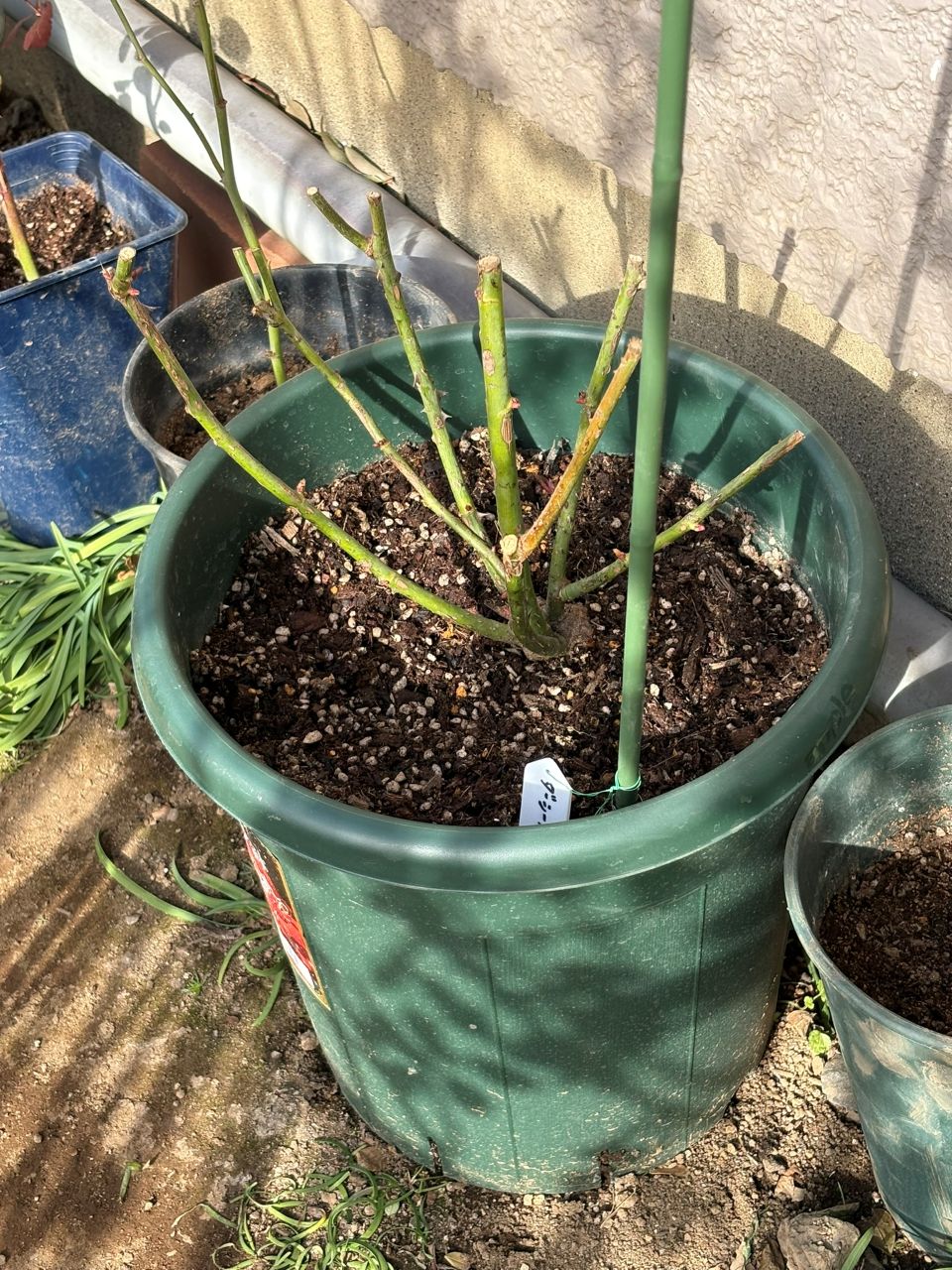 ダーシー・バッセル裸苗の5週後