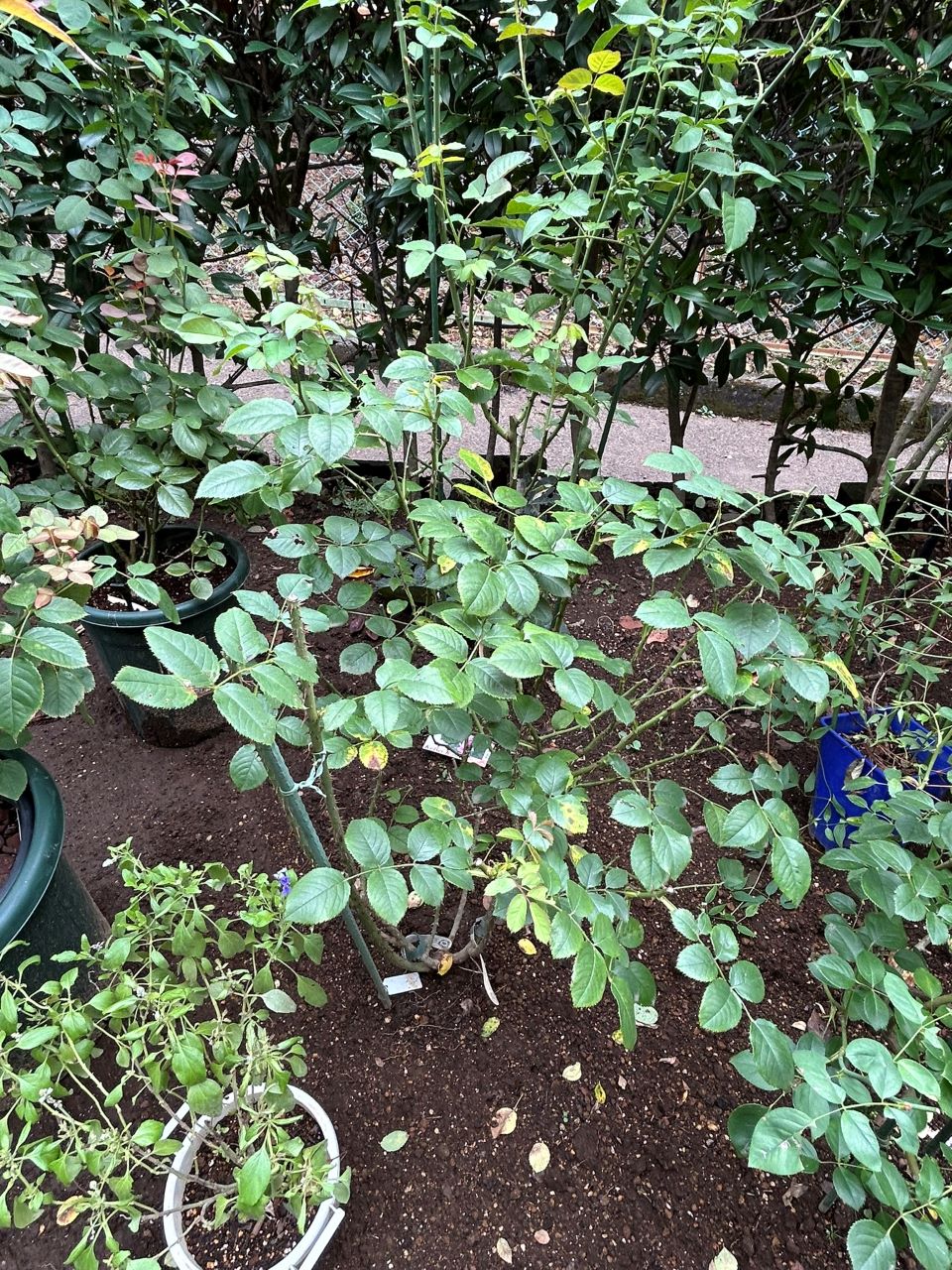 エマ・ブリッジウォーター開花苗の71週後