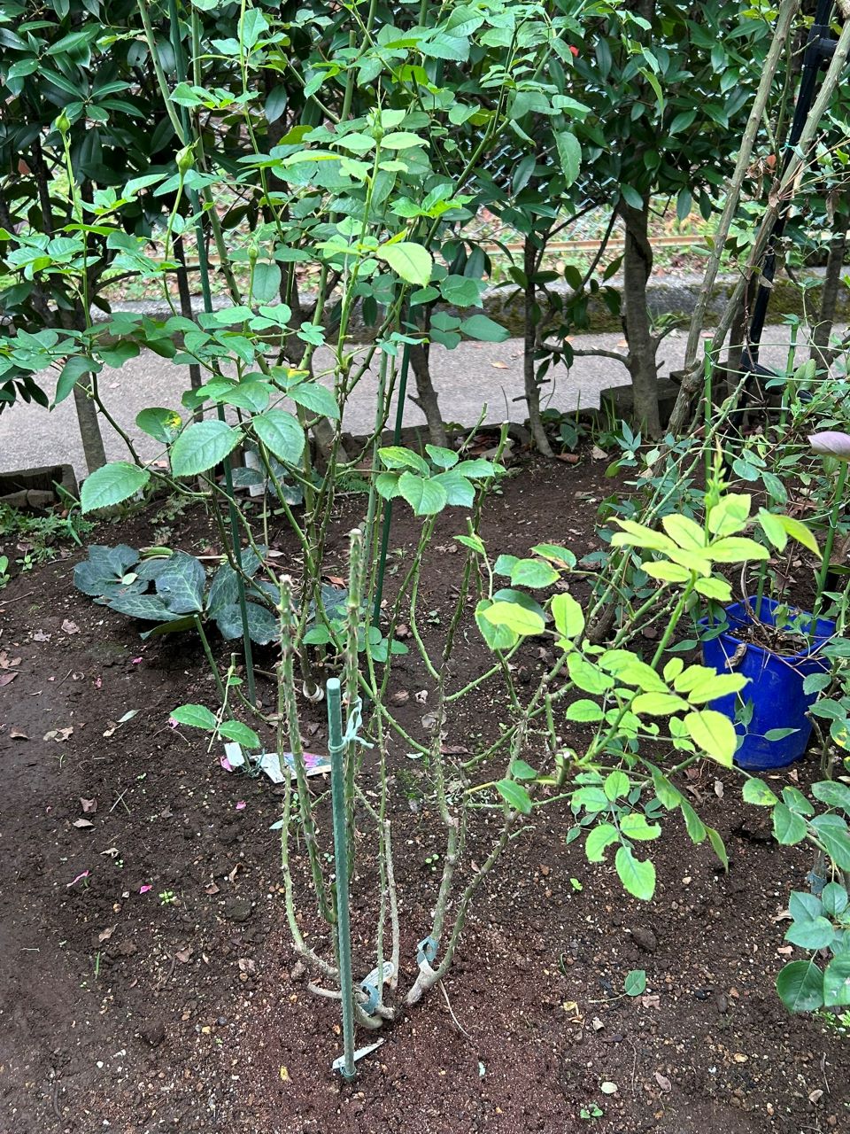 エマ・ブリッジウォーター開花苗の73週後