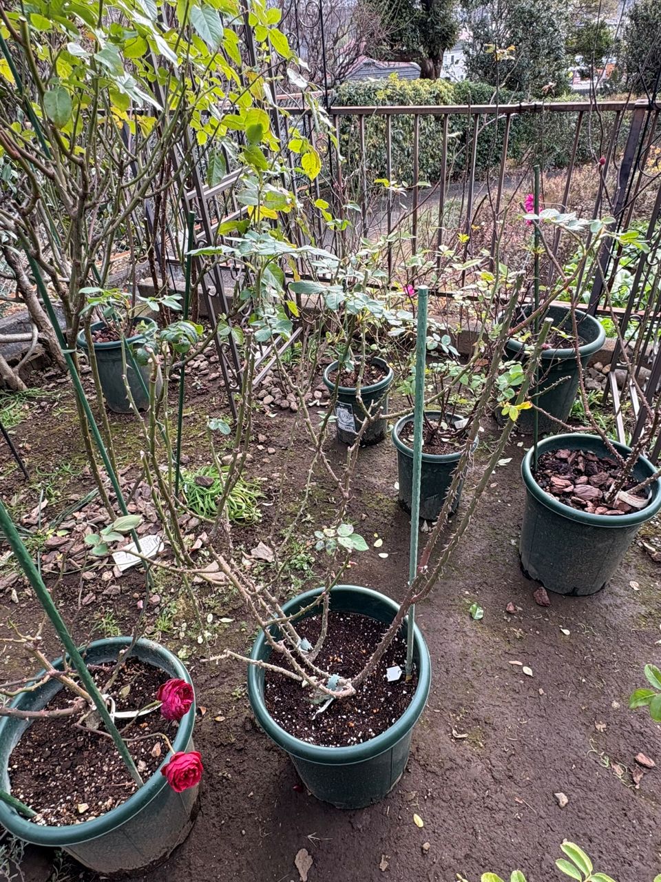 エマ・ブリッジウォーター開花苗の87週後