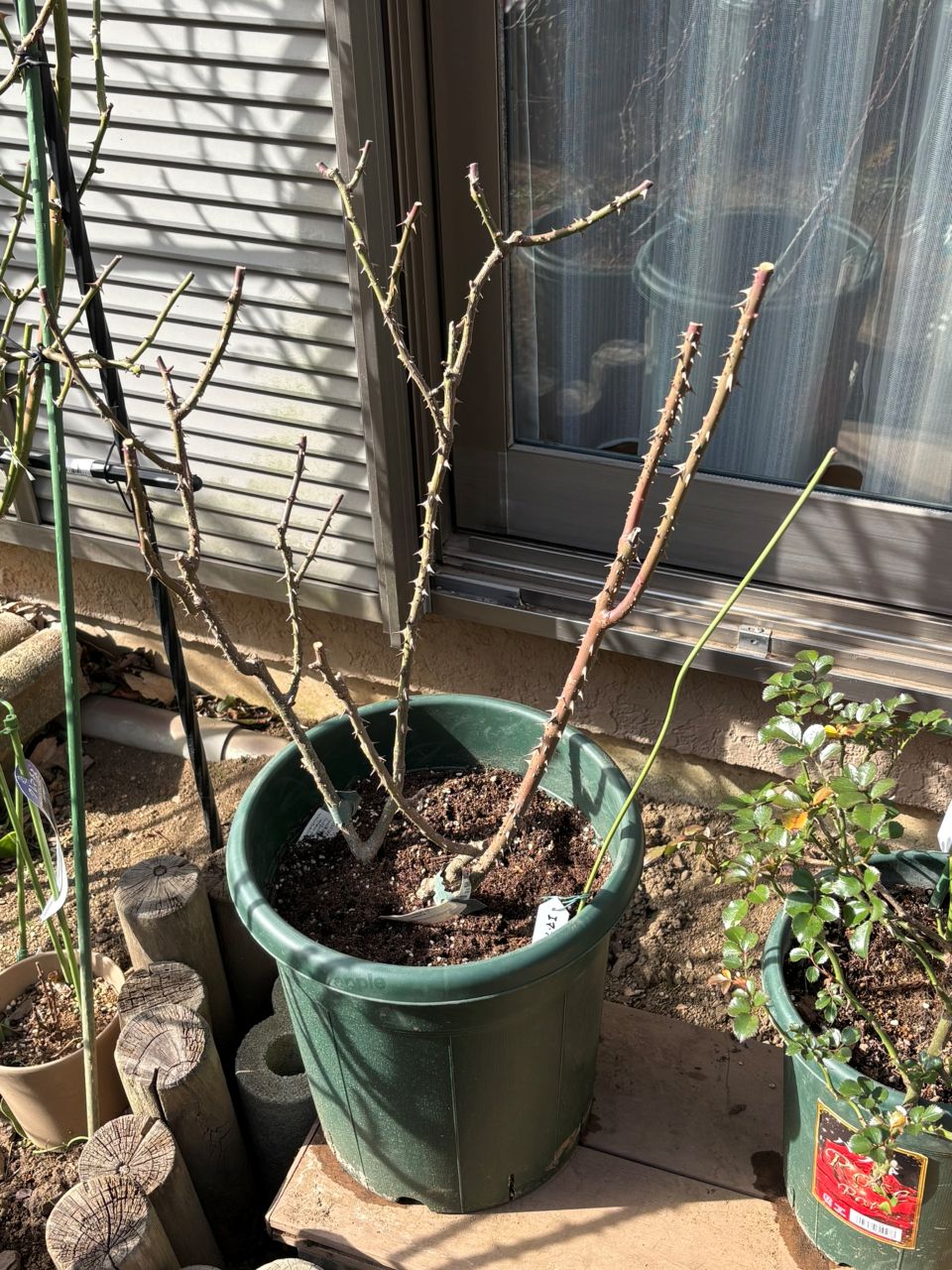 エマ・ブリッジウォーター開花苗の91週後