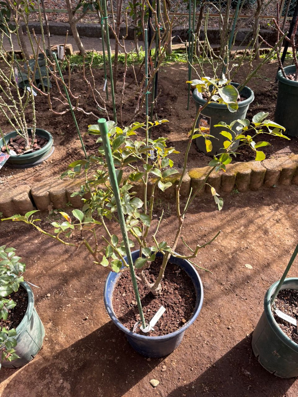 エスプリ・ドゥ・パリ開花苗の11週後