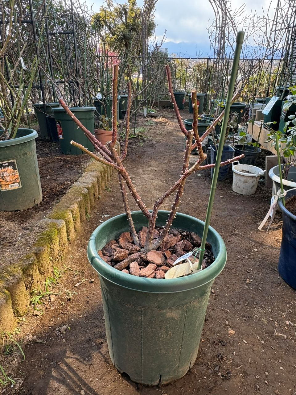 フラウカールドルシュキ大苗の44週後