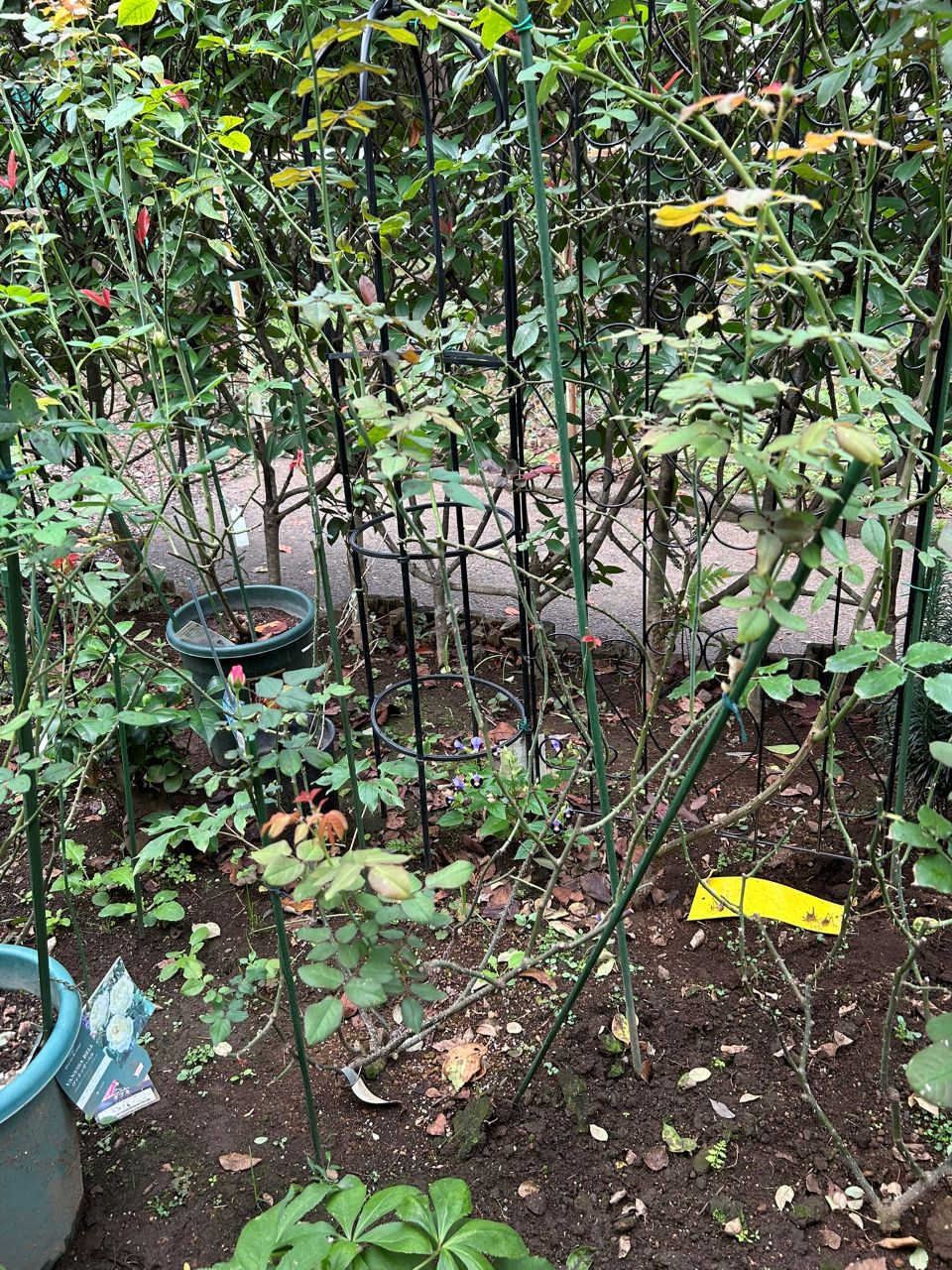 ガブリエル・オーク大苗95週後