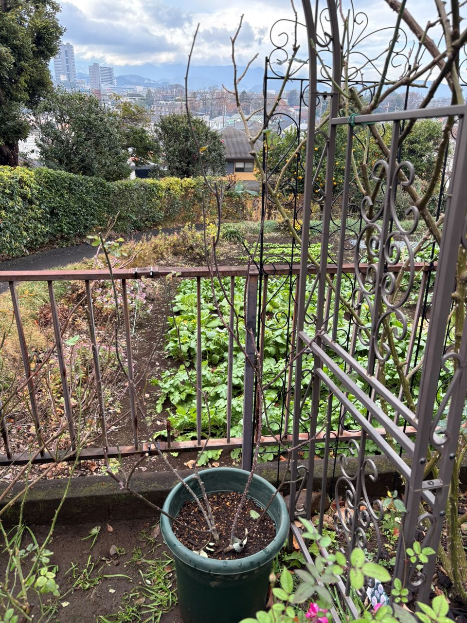 ガブリエル・オーク大苗106週後