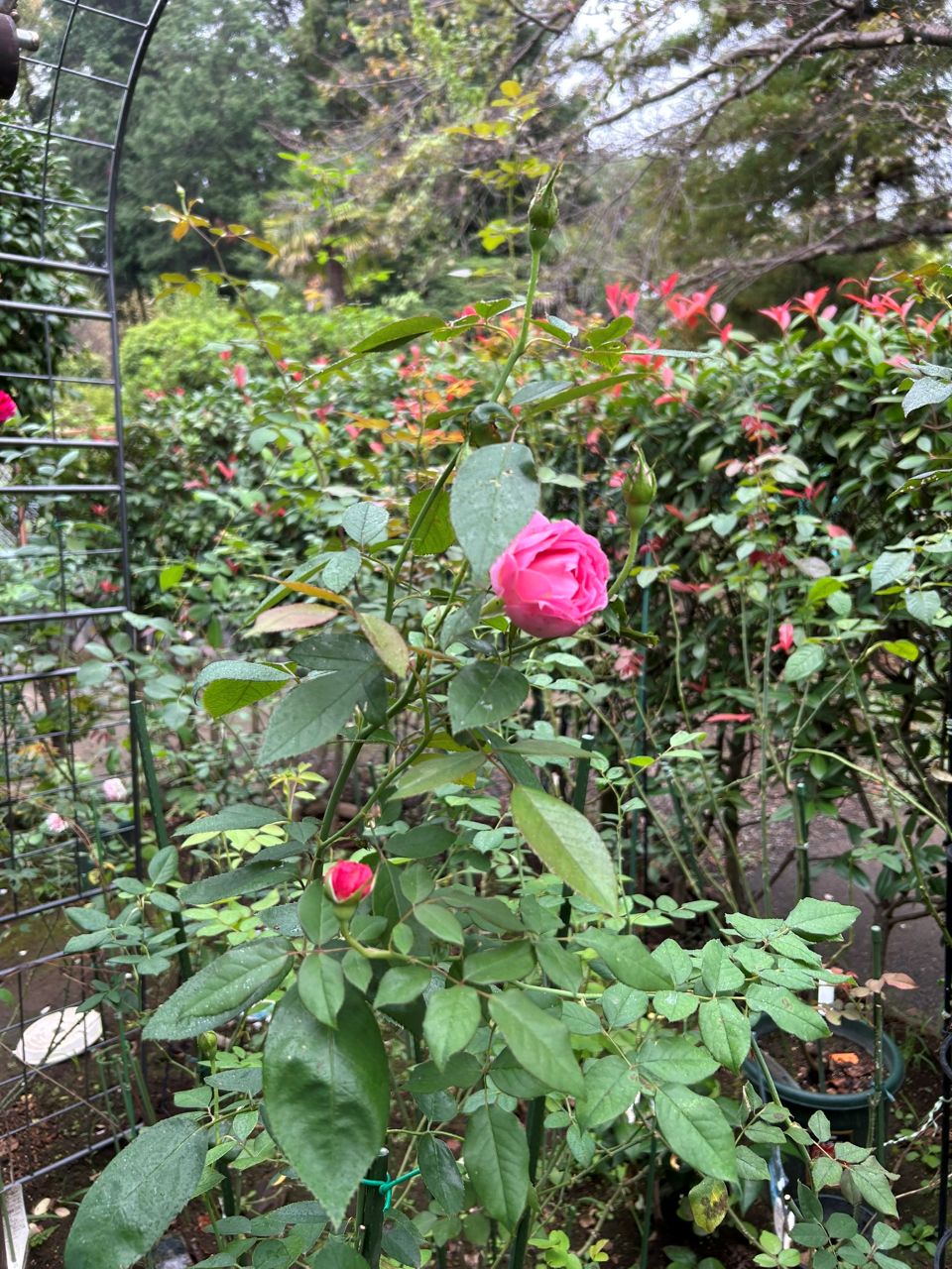 ジェネラシオン・ジャルダン裸苗87週後